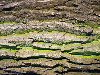 Old bark texture