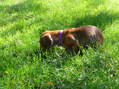 Puppy in Grass