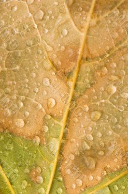 Raindrops on Maple Leaf