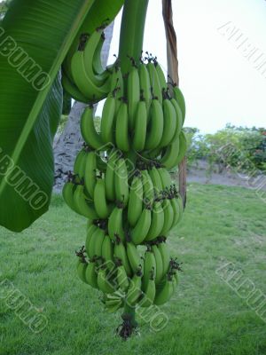 Bananas