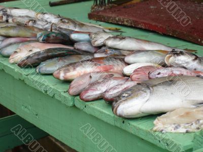 Fishes