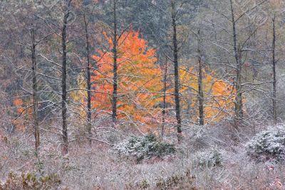 Autumn Marsh with Snow