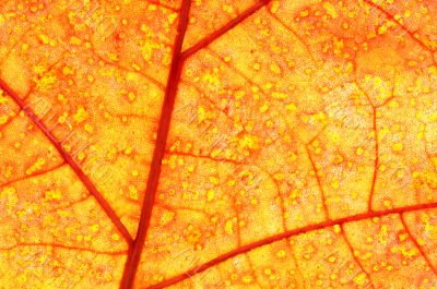 White Oak Leaf Detail