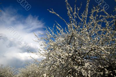 Tree with white colors plums