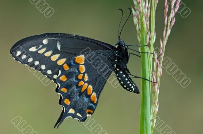 Black Swallowtail Butterfly