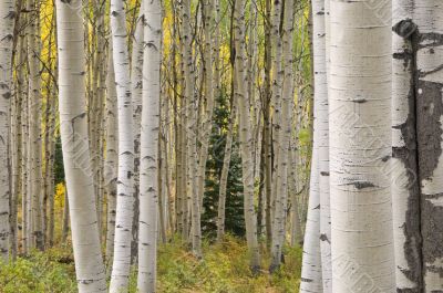 Autumn Aspen Forest