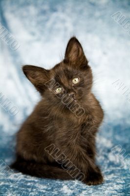 Black kitten