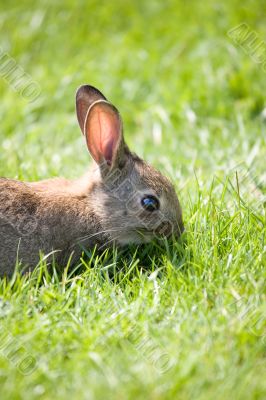 Little bunny