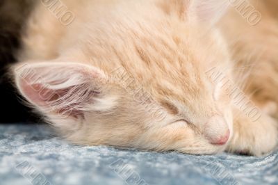 Sleepy little kitten