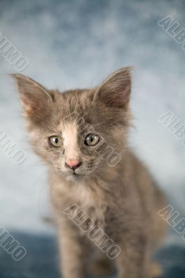 Cute little kitten
