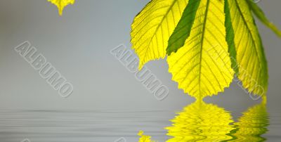 green leaves in water