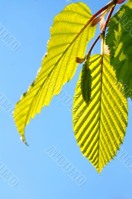 big green leaves