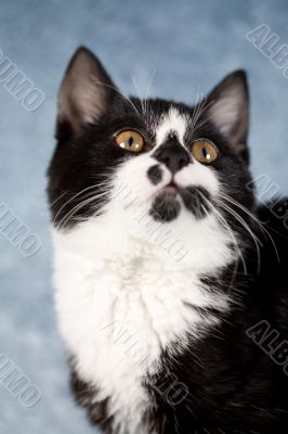 Sweet kitten