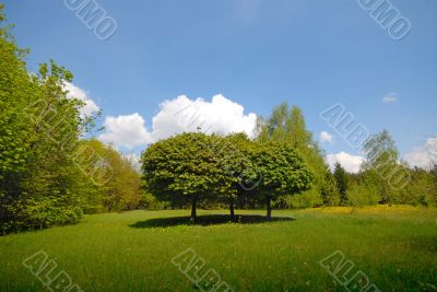 Wood landscape