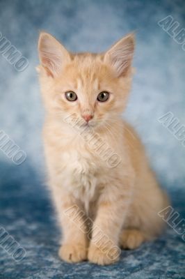 Red kitten