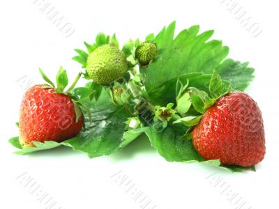 strawberries
