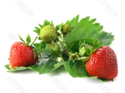 strawberries