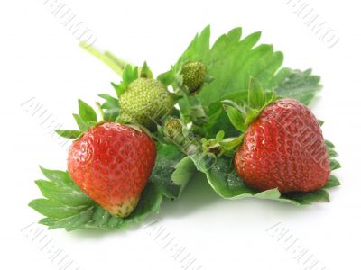 strawberries