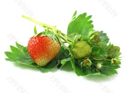strawberries