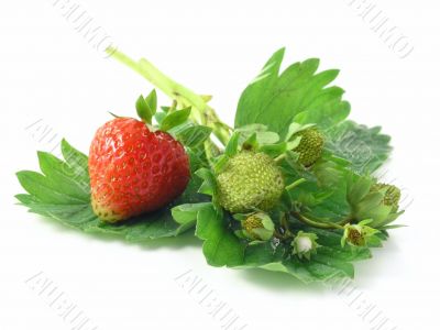 strawberries