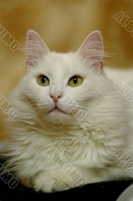  white cat