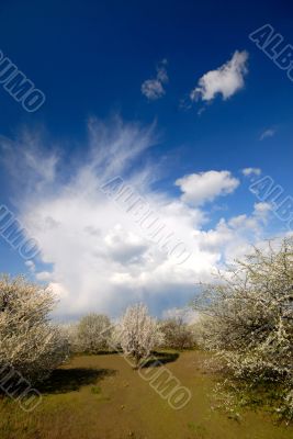 Landscape, spring day