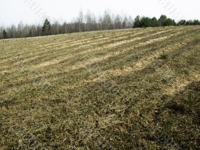young forest field