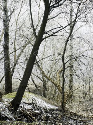misty morning