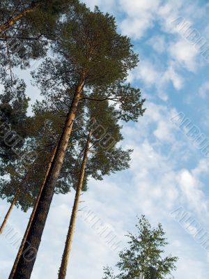 pine, sky, clouds