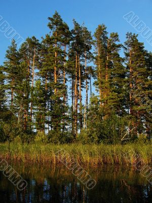 lakeside forest