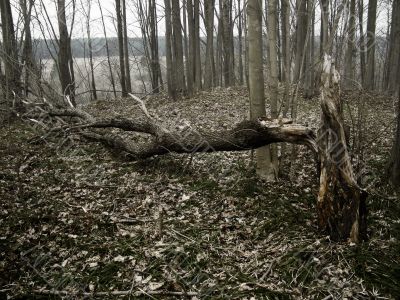 spring forest on riverside