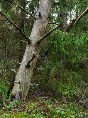 dry pine in dick wood