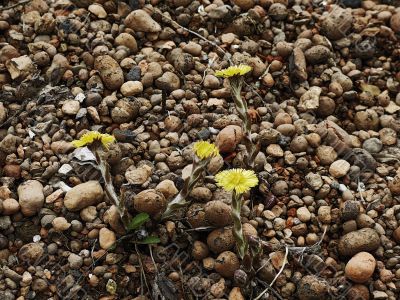 yellow dandelions