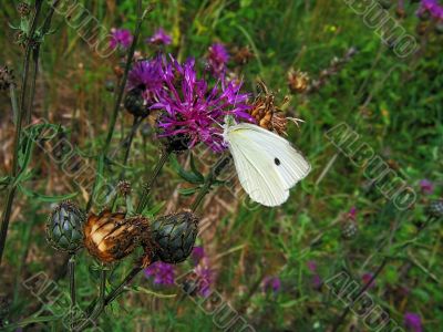 summer, meadow, white butterfly