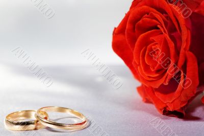 rings and rose