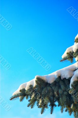 Branch of a pine