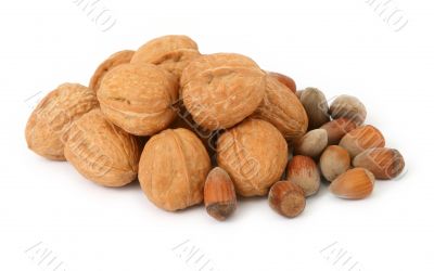 walnuts and hazelnuts against white