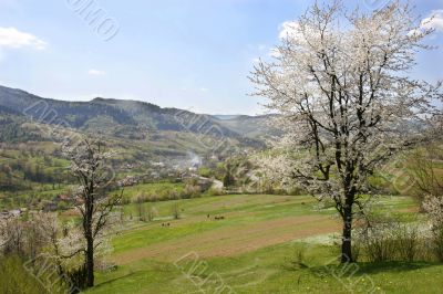 spring rural landscape