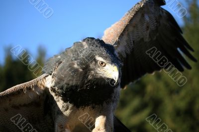 Steppe Eagle