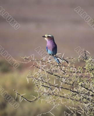Lilac breasted roller