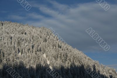 New snow on forested mountainside