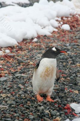 Gentoo penguin, on rocky beach
