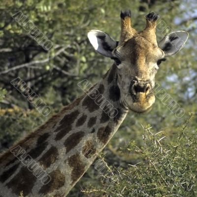 Giraffe head