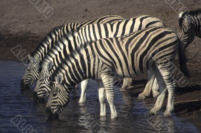Three zebras
