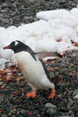 Gentoo penguin, on rocky beach