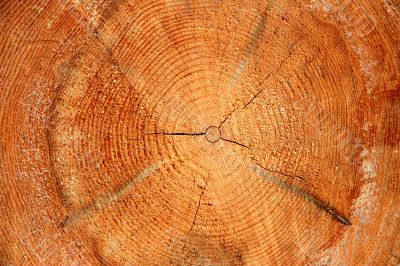 Cut of a pine.