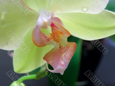 Water orchid
