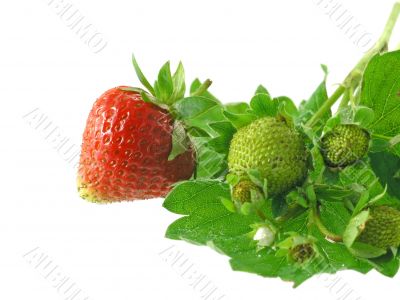 strawberries