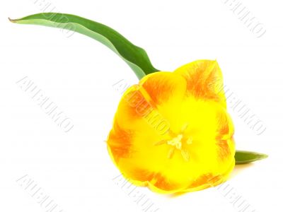 tulip