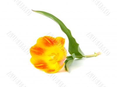tulip